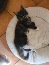 Maine coon maschio