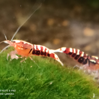 Red Galaxy Pinto SSS Caridine di alta selezione