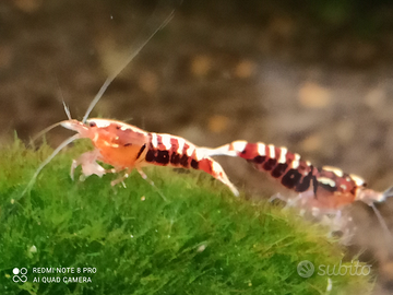 Red Galaxy Pinto SSS Caridine di alta selezione