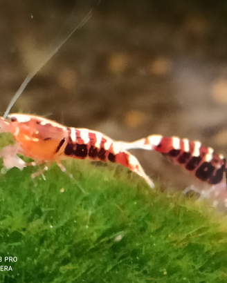 Red Galaxy Pinto SSS Caridine di alta selezione