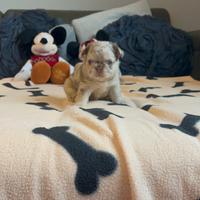 Bulldog francese fluffy di altissimo livello