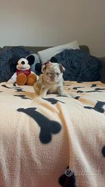 Bulldog francese fluffy di altissimo livello
