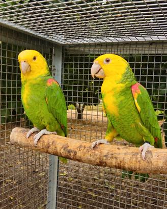 Amazzone ORATRIX anno 2023 e 2024