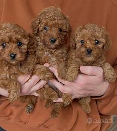 Barboncino maschio Salerno