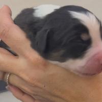 Cuccioli di PASTORE AUSTRALIANO PURISSIMI