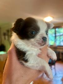 Meravigliosa cucciola di chihuahua a pelo lungo