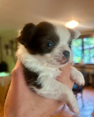 Meravigliosa cucciola di chihuahua a pelo lungo