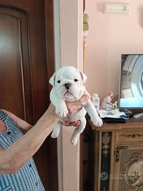 Cuccioli bulldog inglese