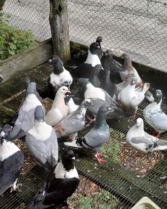 Animali da cortile