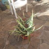 aloe vera