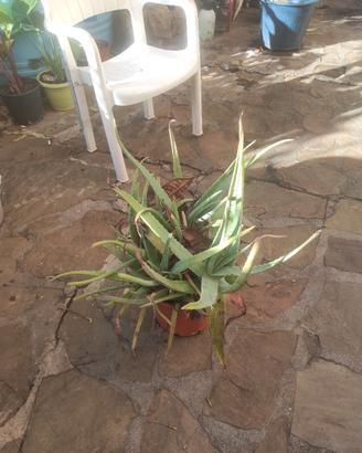 aloe vera