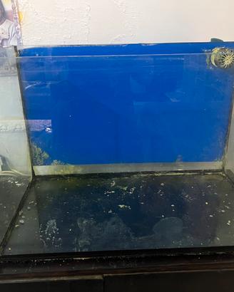 Acquario