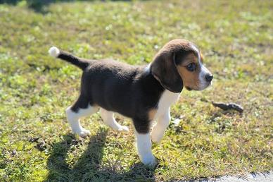 Cuccioli Beagle tricolore maschi
