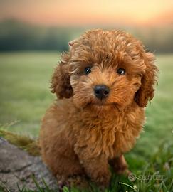 Barboncino toy fulvo cuccioli