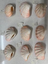 Conchiglia Tridacna Crocea completa