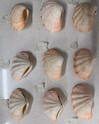 Conchiglia Tridacna Crocea completa