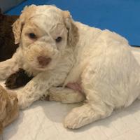 Cuccioli di Lagotto Romagnolo