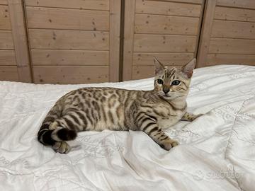 Bengala