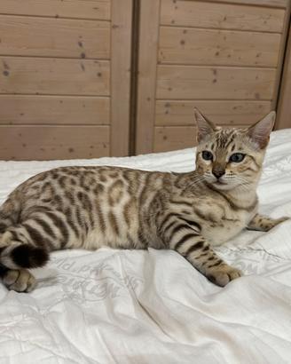 Bengala