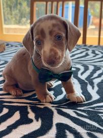 Bassotto cuccioli