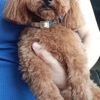 Barboncino Mini Toy per accoppiamento