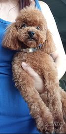 Barboncino Mini Toy per accoppiamento