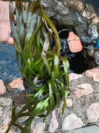 Piante acquatiche - Vallisneria gigantea