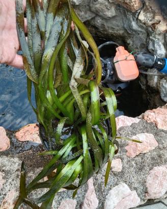 Piante acquatiche - Vallisneria gigantea