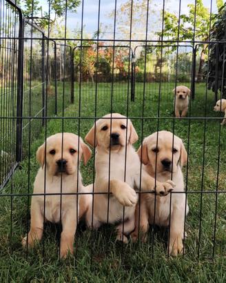 Cuccioli labrador con pedigree