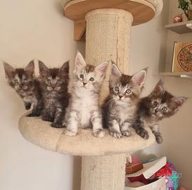 Cuccioli di Maine Coon