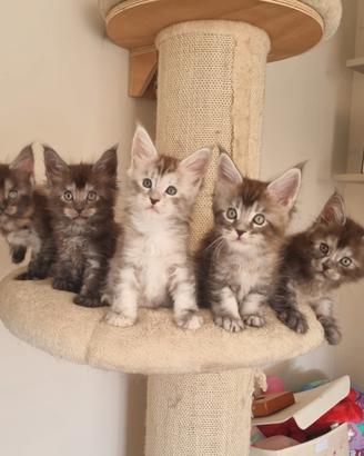 Cuccioli di Maine Coon