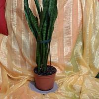 sansevieria