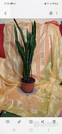 sansevieria