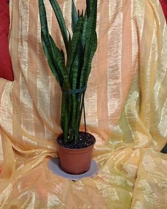 sansevieria