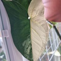 Talee Syngonium Albo Variegato