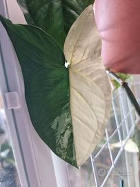 Talee Syngonium Albo Variegato