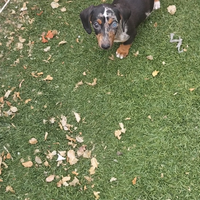 Bassotti cuccioli