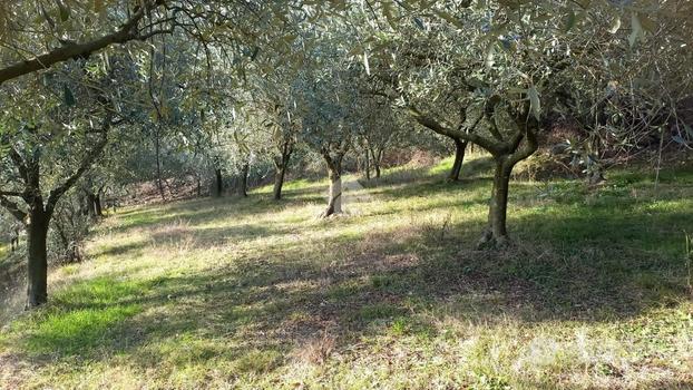 TER. AGRICOLO A CASTEGNERO