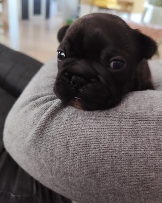 Bulldog francesi