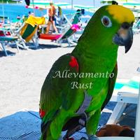 Amazzone Fronte gialla