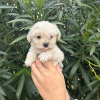 Cuccioli maltipoo mini toy