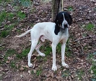 Cane da Tartufo