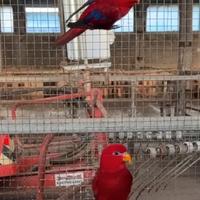 Pappagalli eos bornea lori rosso