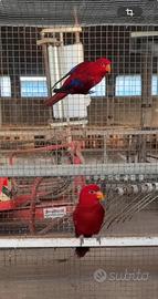 Pappagalli eos bornea lori rosso