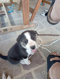 Cuccioli maschi border collie due mesi