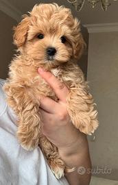 MALTIPOO CUCCIOLI TOY - MALTIPO pag mensile