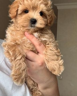 MALTIPOO CUCCIOLI TOY - MALTIPO pag mensile