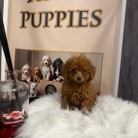 Cucciolo di barboncino nano piccolo e Toy disponib