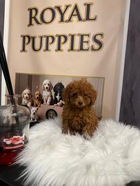 Cucciolo di barboncino nano piccolo e Toy disponib