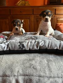 Cuccioli femmine jack russell terrier